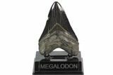 Serrated, 4.7" Fossil Megalodon Tooth - South Carolina - #129446-1